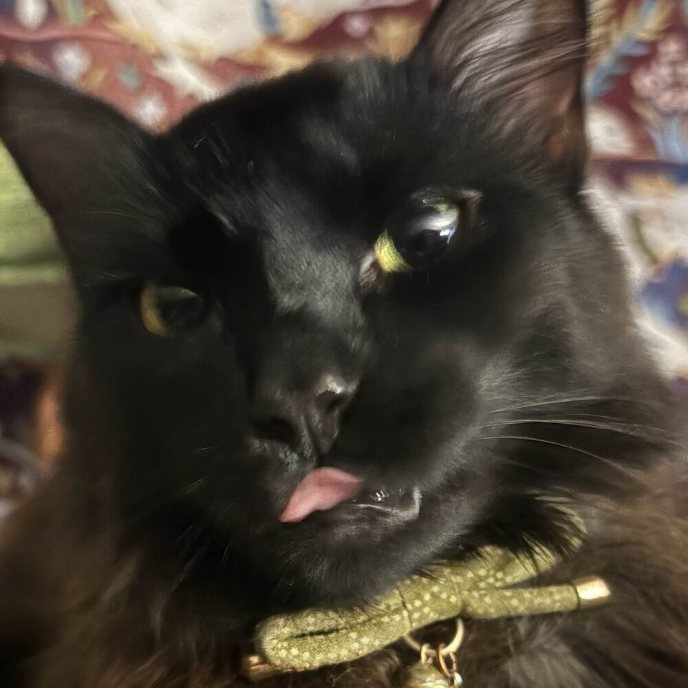 support me cats please